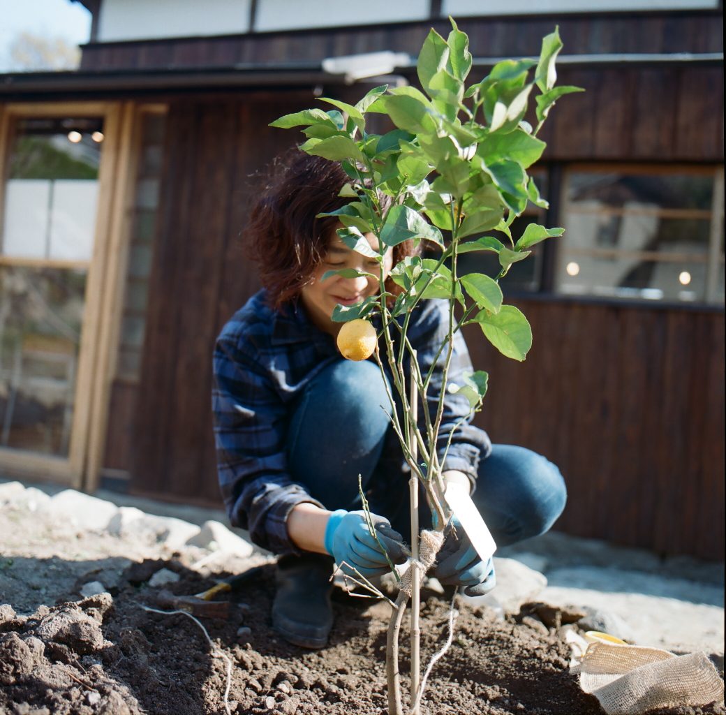 レモンの木を植えている女性